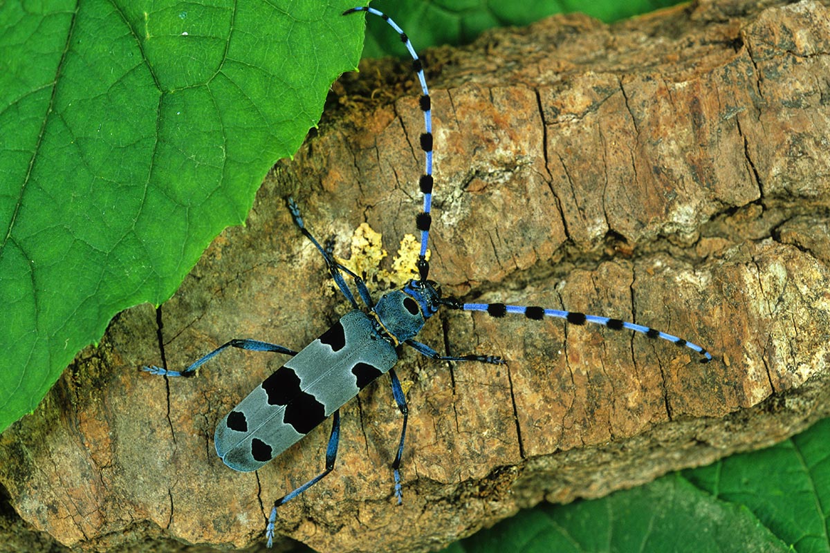 Rosalie des Alpes alpes