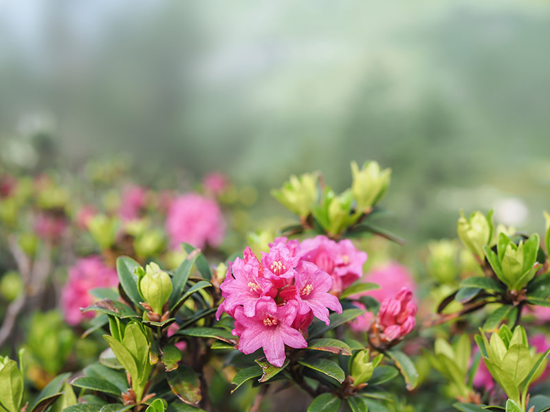 Rhododendron ferrugineux alpes